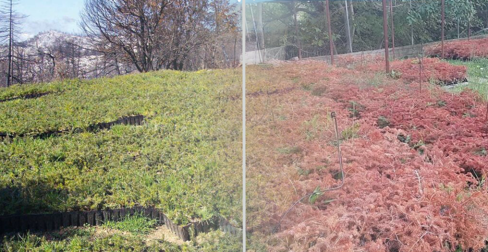 Το φυτώριο με τα έλατα ήταν καταπράσινο τον Νοέμβριο του 2021. Σήμερα παρουσιάζει θλιβερή εικόνα (δεξιά) εξαιτίας της ολιγωρίας της κυβέρνησης Μητσοτάκη